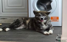 Japanese Akita Inu dogs for sale: Koda (7 months old) - Image 1