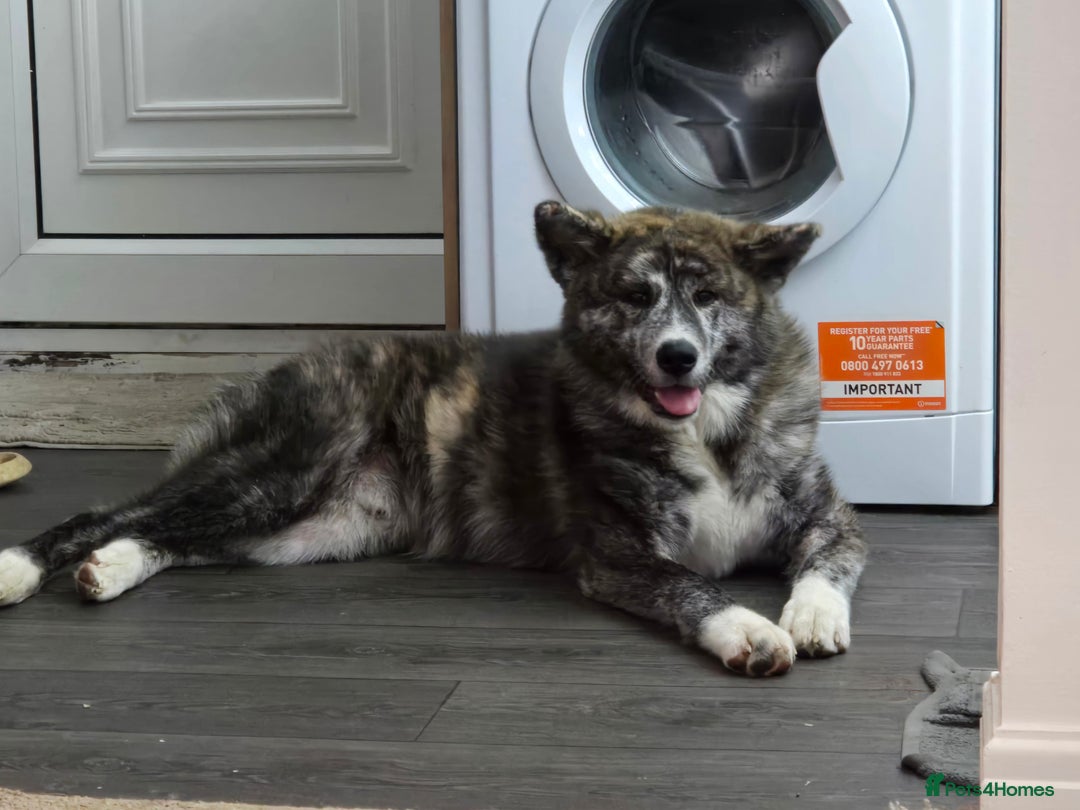 Japanese Akita Inu dogs for sale: Koda (7 months old) - Image 1