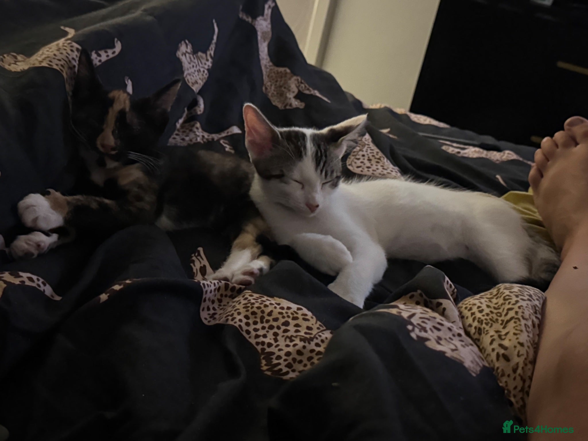 Mixed Breed cats Male and female kittens  - Advert 5