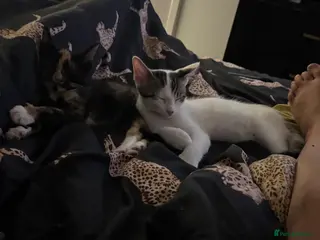 Mixed Breed cats Male and female kittens - Advert 5
