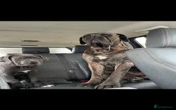 Cane Corso dogs for sale: Cane corso puppies 9 weeks old - Image 27
