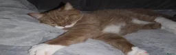 British Shorthair cats for sale: Two British shorthairs  - Advert 7