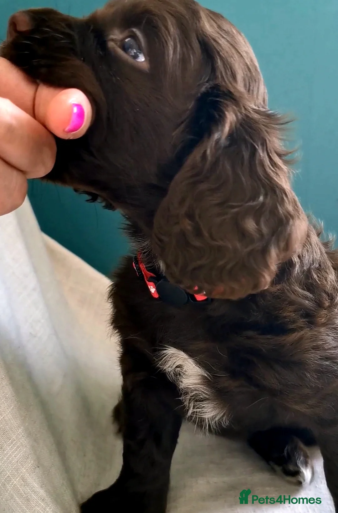 Cocker Spaniel dogs for sale: FTCH Pedigree Working Cocker Spaniels  - Advert 9