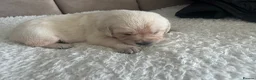 Goldador dogs for sale: Labrador Retriver fci champion golden retriever - Advert 7
