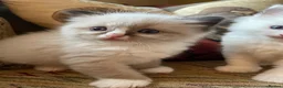 Ragdoll cats for sale: 💙 3 Left! Beautiful Ragdoll Kittens for Sale - Advert 16