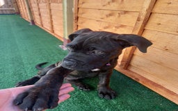 Cane Corso dogs for sale: Cane corso  - Image 6