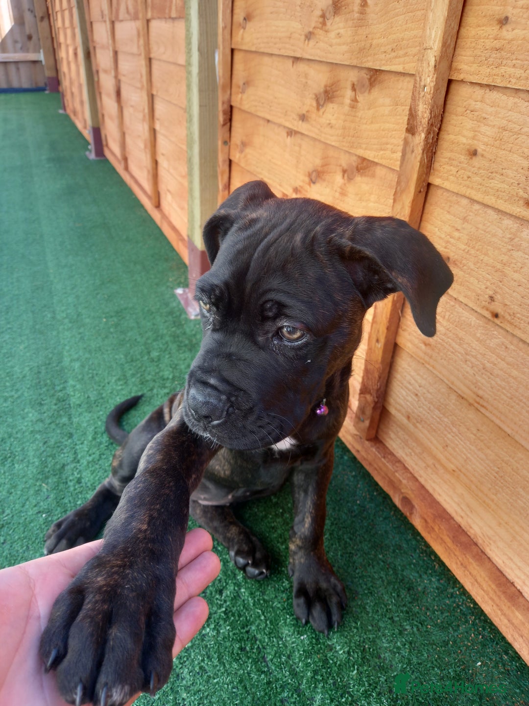Cane Corso dogs for sale: Cane corso  - Image 6