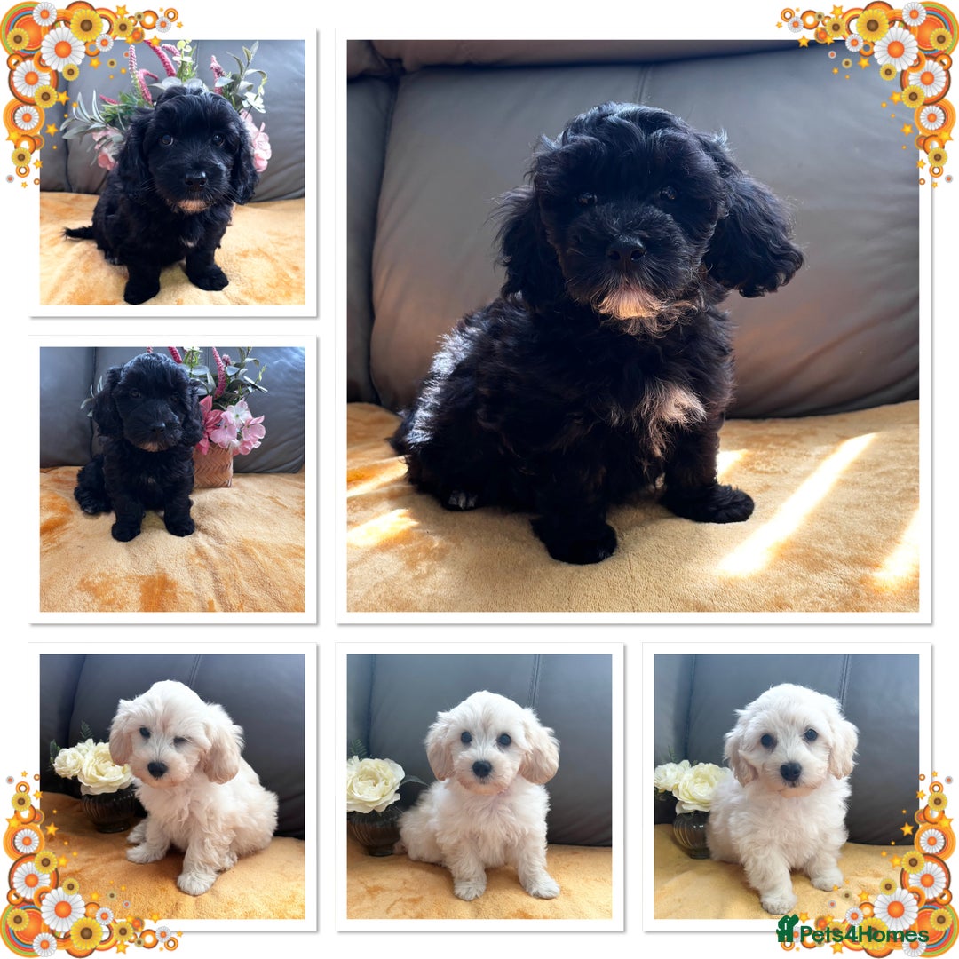 Maltipoo dogs for sale: Beautiful Maltipoo💙 boys and girls❤️ pra clear in Newark - Image 3