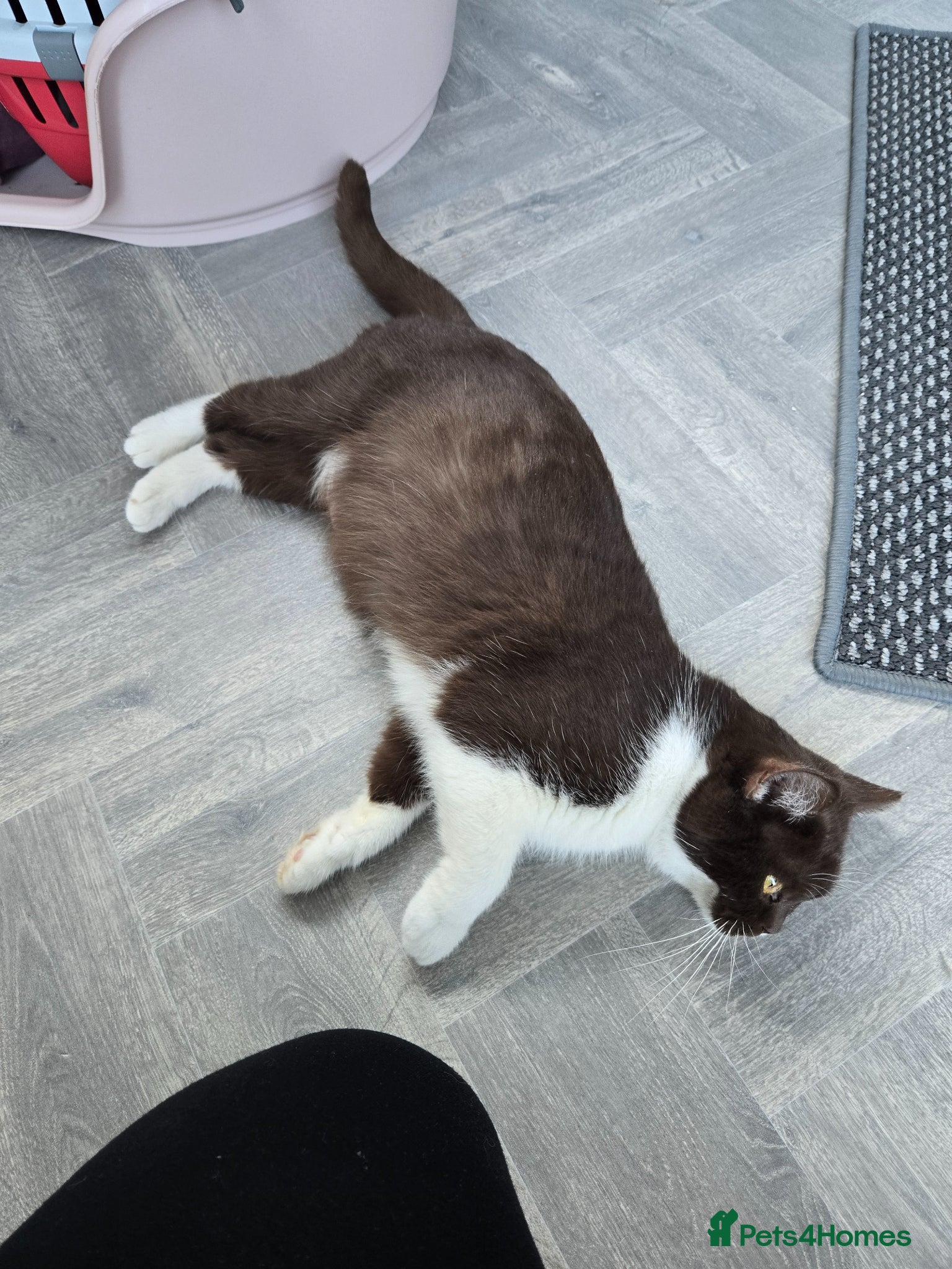 British Shorthair cats TICA stunning Choco Bi queen  - Advert 12