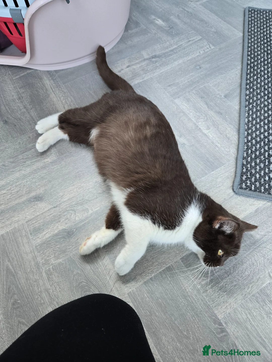 British Shorthair cats for sale: TICA stunning Choco Bi queen  - Advert 2