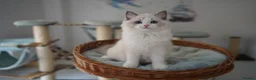 Ragdoll cats for sale: TICA registered kittens - Advert 7