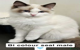 Ragdoll cats for sale: GCCF REGISTERED KITTENS non active - Image 7