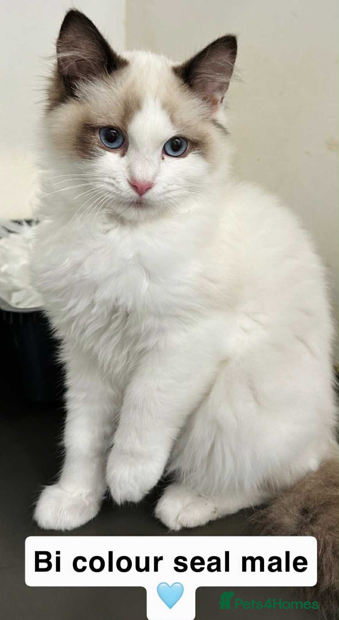 Ragdoll cats for sale: GCCF REGISTERED KITTENS non active - Image 7