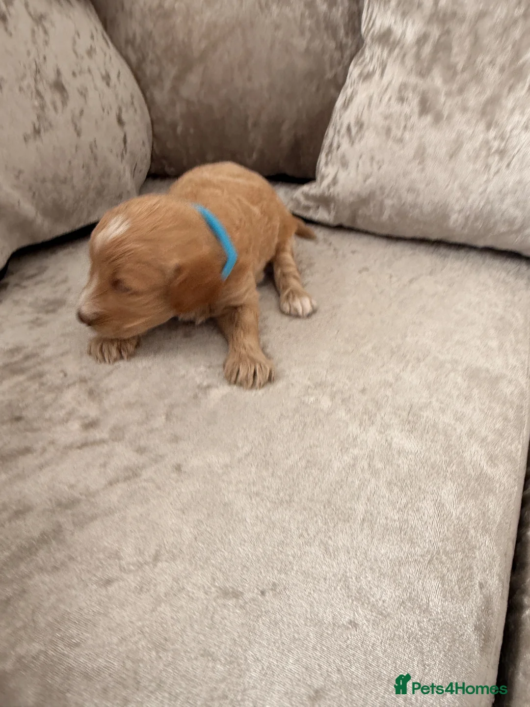 Cockapoo dogs for sale: Cockapoo puppies F2b  in Newcastle upon Tyne - Advert 15