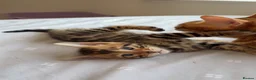 Bengal cats for sale: Beautiful Bengal Kittens🤎 in London - Advert 18