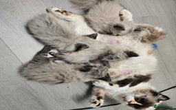 Ragdoll cats for sale: Beautiful Kittens ready to leave for new home - Image 19