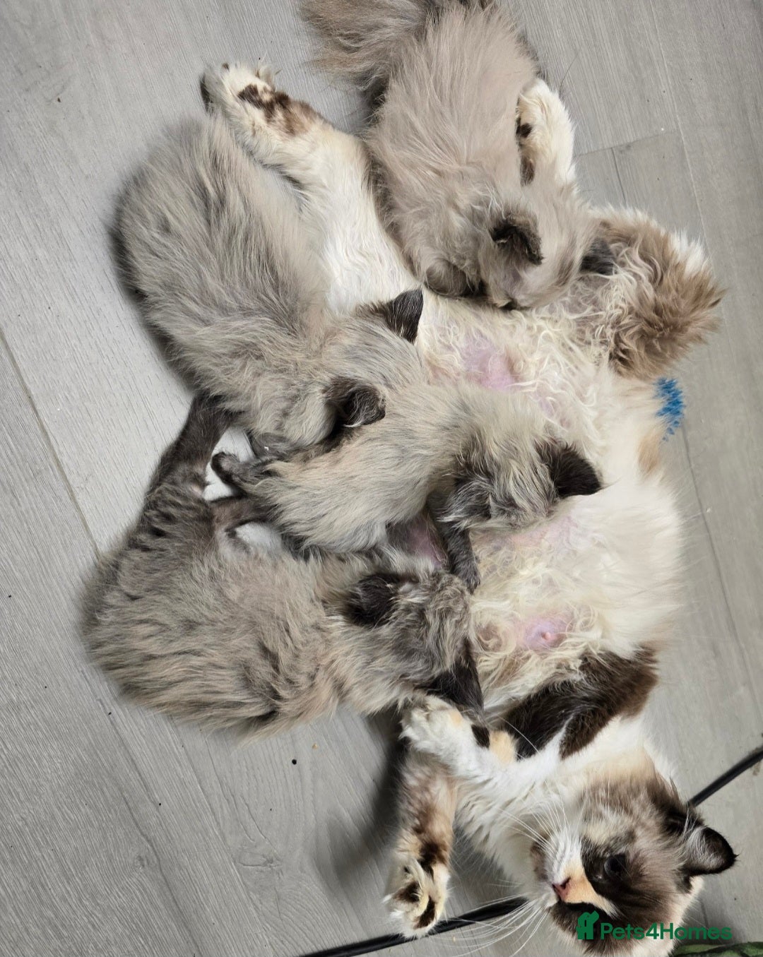 Ragdoll cats for sale: Beautiful Kittens ready to leave for new home - Image 19