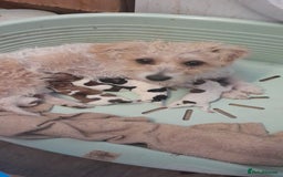 Jack Russell dogs for sale: Jack Russell puppies  - Image 1