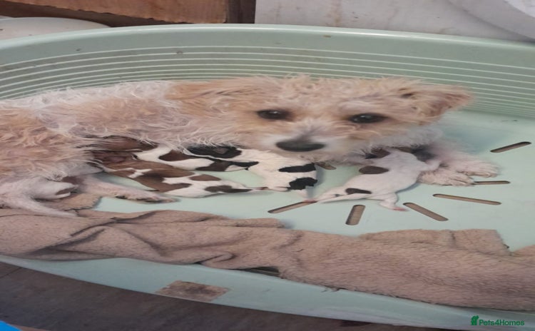 Jack Russell dogs - Advert 3