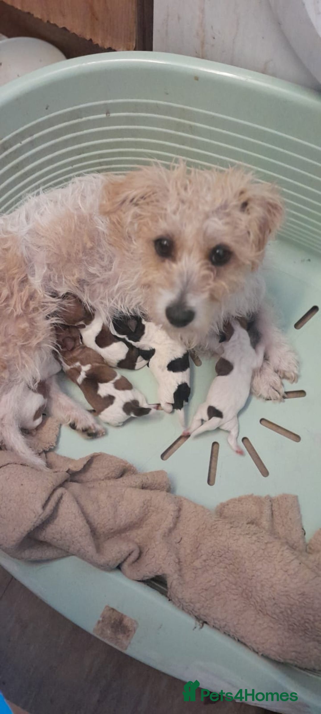 Jack Russell dogs for sale: Jack Russell puppies  - Image 1