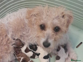 Jack Russell dogs - Advert 10