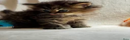 Persian cats for sale:     Stunning Pure Persian Kittens – Ready Soon in Northampton - Advert 6