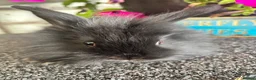 Lionhead rabbits for sale: 🦋Pure breed Teddy lionheads 🦋 - Advert 16