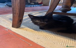 Domestic Shorthair cats for sale: 4 kittens, ready to go - Image 14