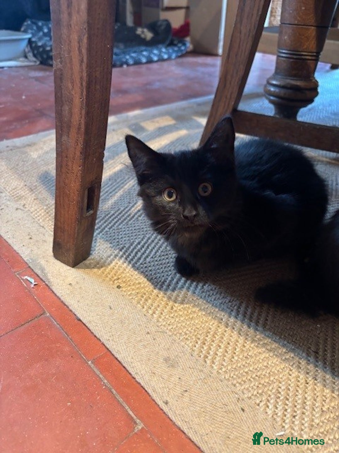 Domestic Shorthair cats for sale: 4 kittens, ready to go - Image 14
