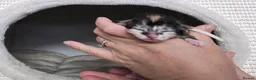 Maine Coon cats for sale: MALE Blue Classic Tabby & White Maine Coon kitten  - Advert 20