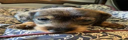Dachshund dogs for sale: Kennel Club Reg Wirehaired Dachshund Teckel pups - Advert 9