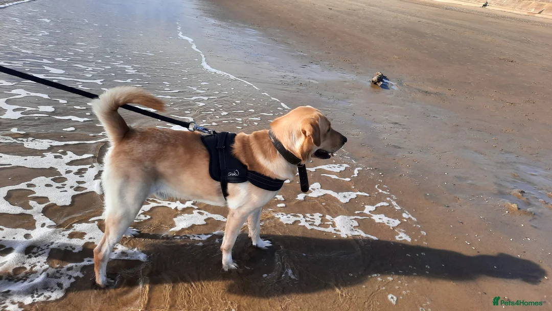 Labrador Retriever dogs for stud: Timmy for stud  - Advert 6