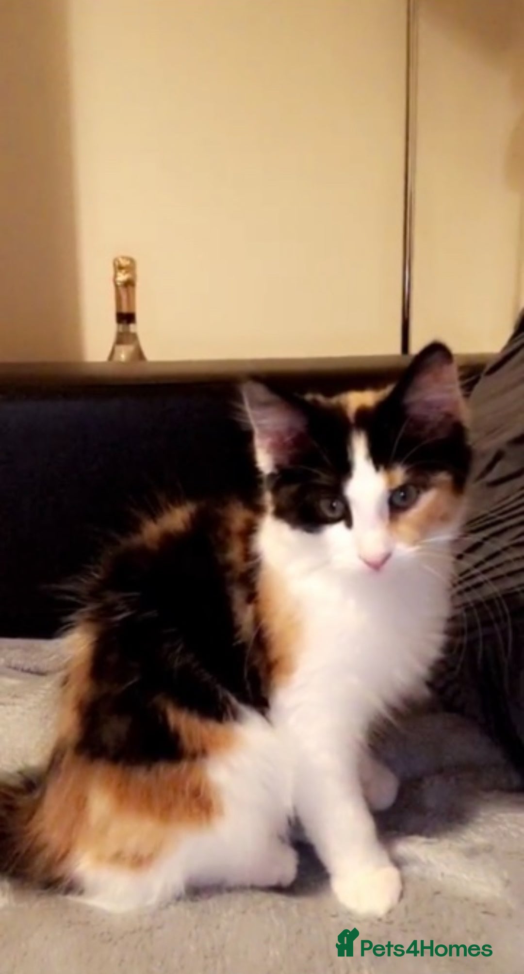 Mixed Breed cats for sale: 7 cute girl kittens  - Advert 1