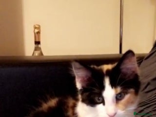 Mixed Breed cats 7 cute girl kittens - Advert 1