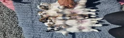 Lhasa Apso dogs for sale: Lhasa Apso Puppies  - Advert 9