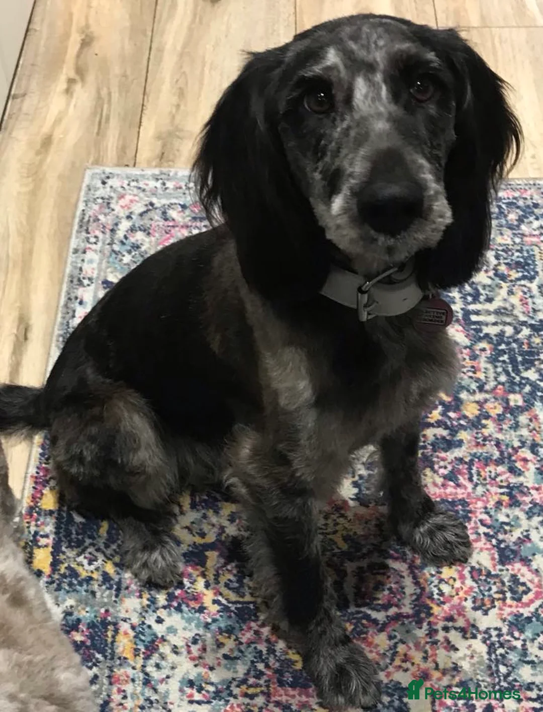Mixed Breed dogs for sale: 5* home sought for lovely 6 year old girl  - Advert 2