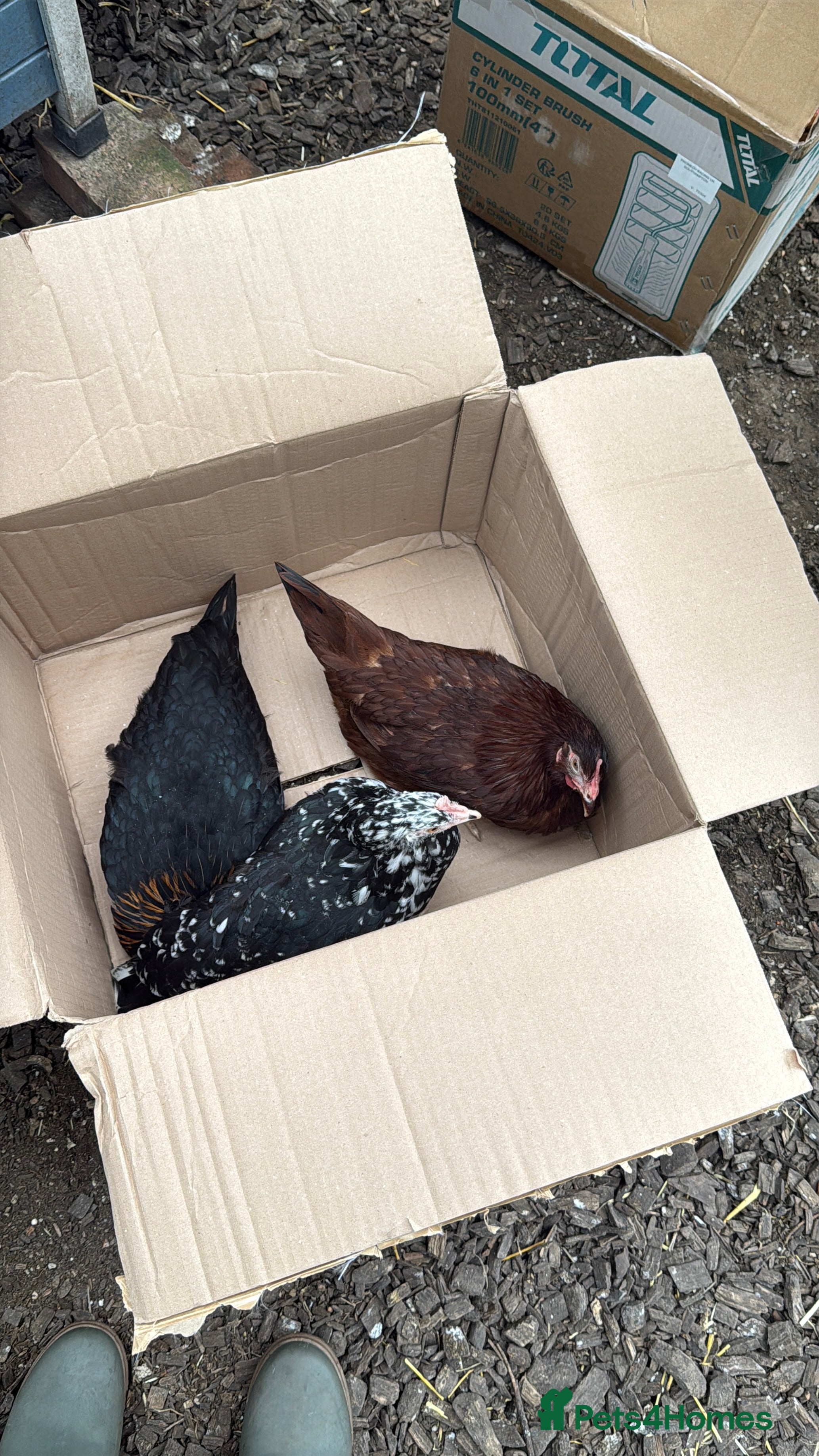 Mixed Breed birds Laying hens  - Advert 2