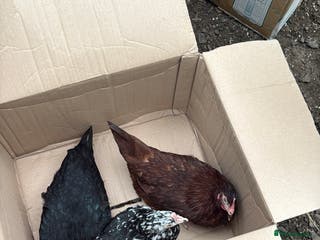 Mixed Breed birds Laying hens - Advert 2