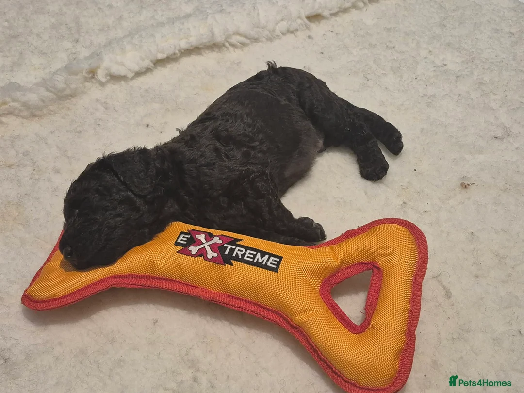 Irish Water Spaniel dogs for sale: Pedigree IWS pups  in Burnley - Advert 3