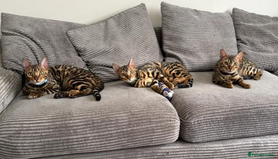 Bengal cats Young TICA Bengal boys seeking their families - Advert 2