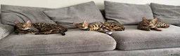 Bengal cats for sale: Young TICA Bengal boys seeking their families - Advert 2