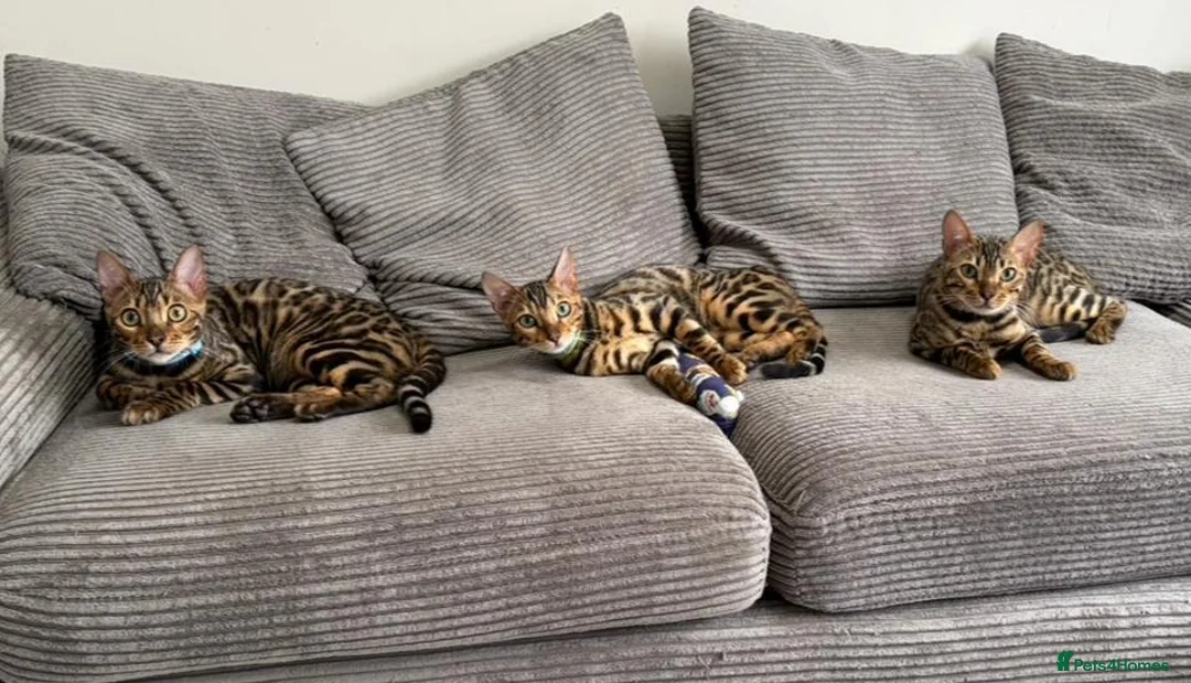 Bengal cats for sale: Young TICA Bengal boys seeking their families - Advert 2