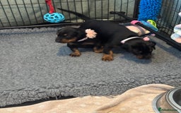 Dobermann dogs for sale: Superb Quality Doberman Puppies - Image 5