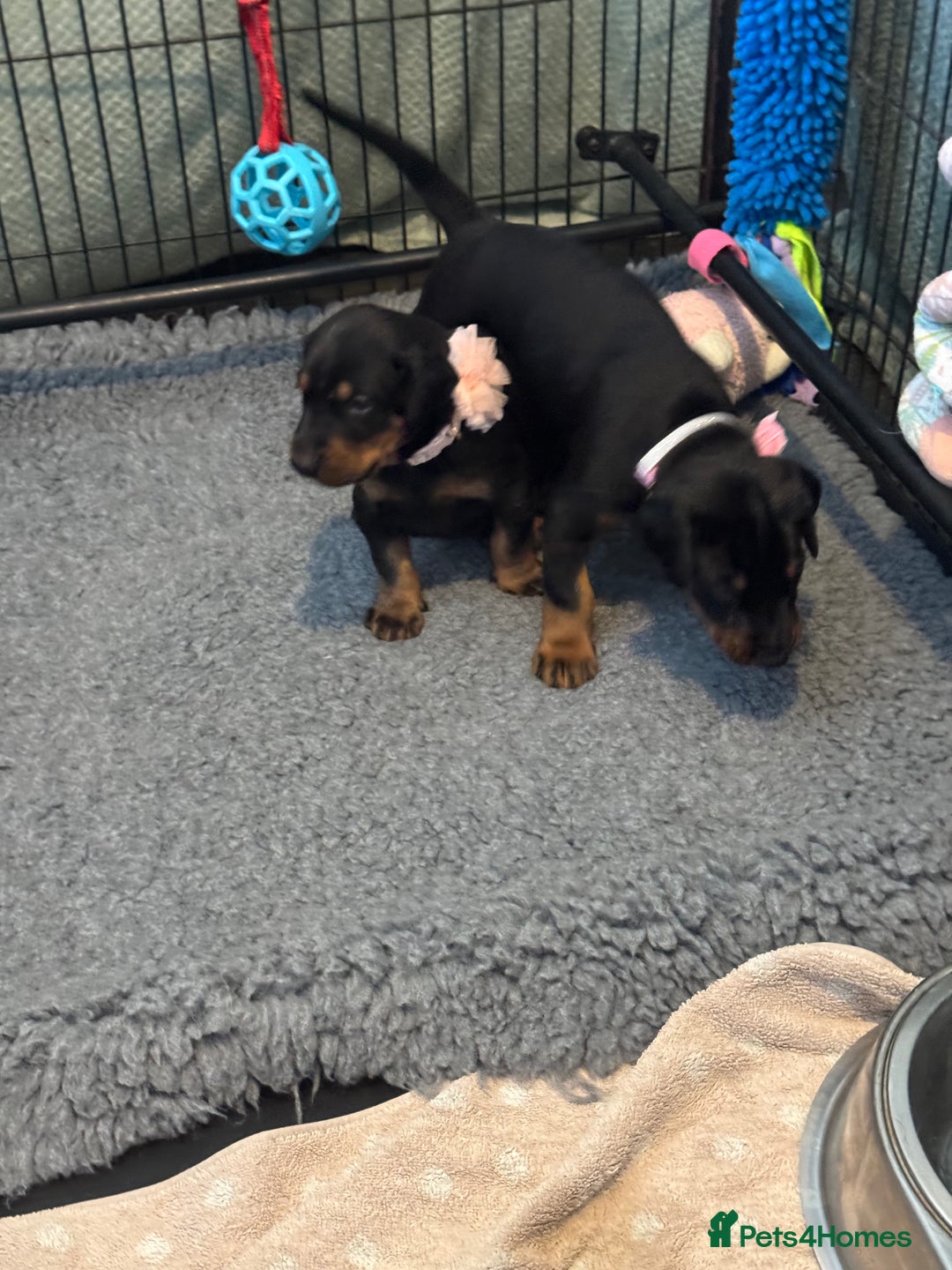 Dobermann dogs for sale: Superb Quality Doberman Puppies - Image 5