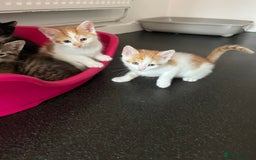 Domestic Shorthair cats for sale: Litter of 9 Beautiful Kittens - Image 29