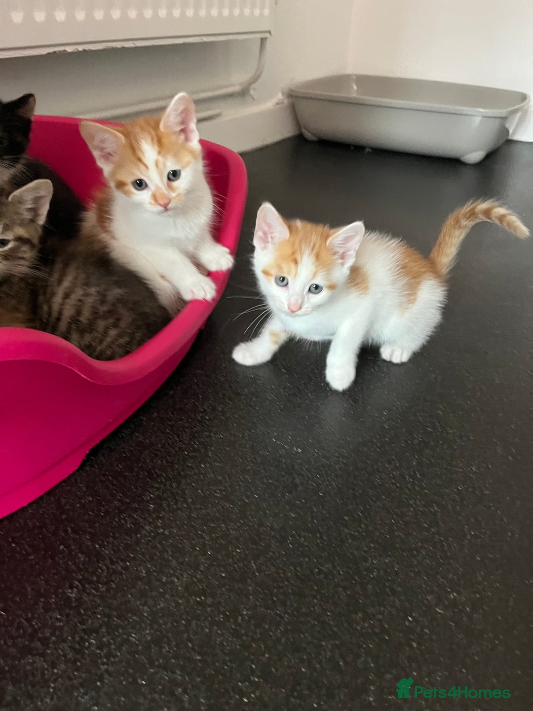 Domestic Shorthair cats for sale: Litter of 9 Beautiful Kittens - Image 29