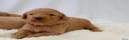 Mini Goldendoodle dogs for sale: F1 Miniature Goldendoodle’s - Advert 12