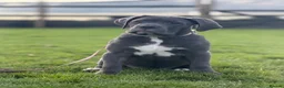 Cane Corso dogs for sale: Beautiful cane corso girl - Advert 2
