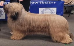 Briard dogs for sale: Amazing pedigree Briard Pups - Image 4