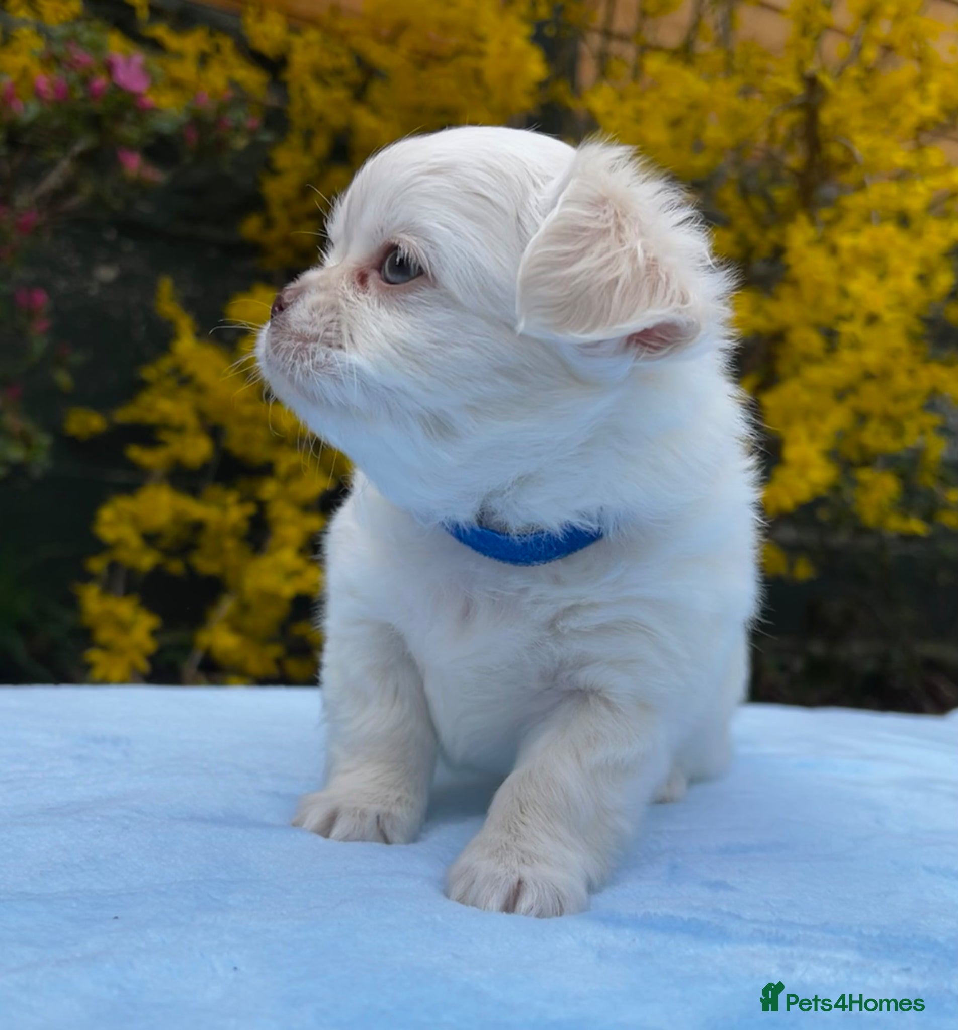 Chihuahua dogs  Long Coat Chihuahua blue eyed boys 💙 - Advert 18